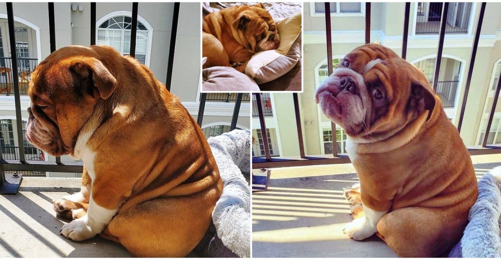 El drama del perrito que mira afligido a los niños con los que jugaba antes del confinamiento El drama del perrito que mira afligido a los niños con los que jugaba antes del confinamiento