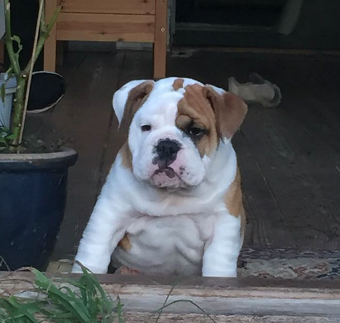 Estaba desolado porque ya no podía saludar a todos los que pasan pero