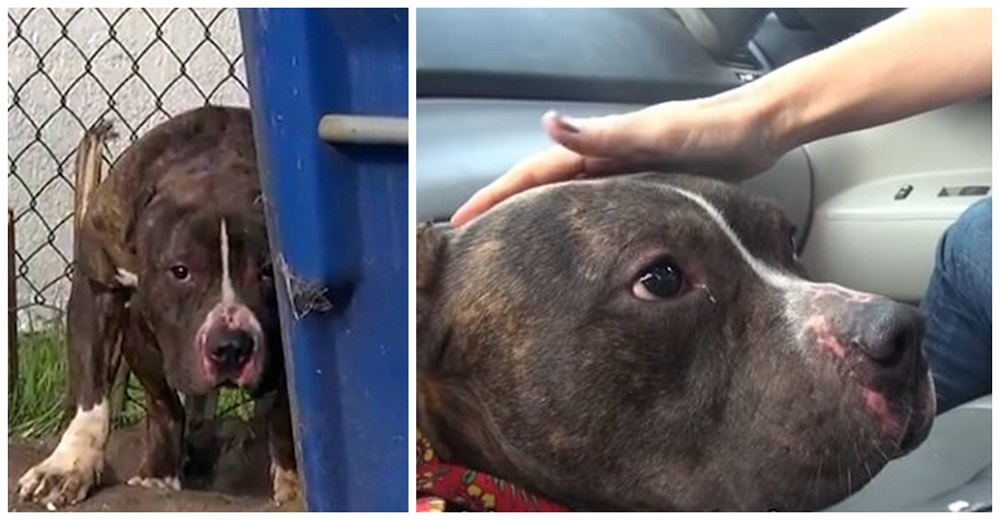 Pitbull que sufrió tras ser constantemente apedreado por unos niños, solo quería ser amado