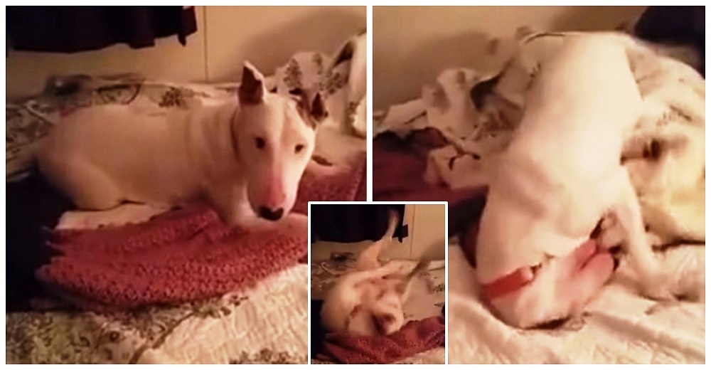 Graban la reacción de una perrita de 7 años al probar una verdadera cama por primera vez Graban la reacción de una perrita de 7 años al probar una verdadera cama por primera vez