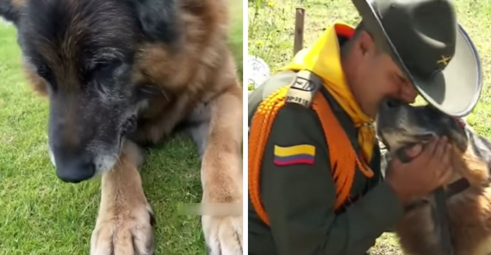 Buscan un hogar para un perro de 11 años que ha dedicado su vida para proteger a los demás Buscan un hogar para un perro de 11 años que ha dedicado su vida para proteger a los demás