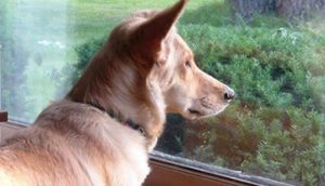 El misterio del perrito que miraba por la ventana todo el día hasta que no lo hizo más