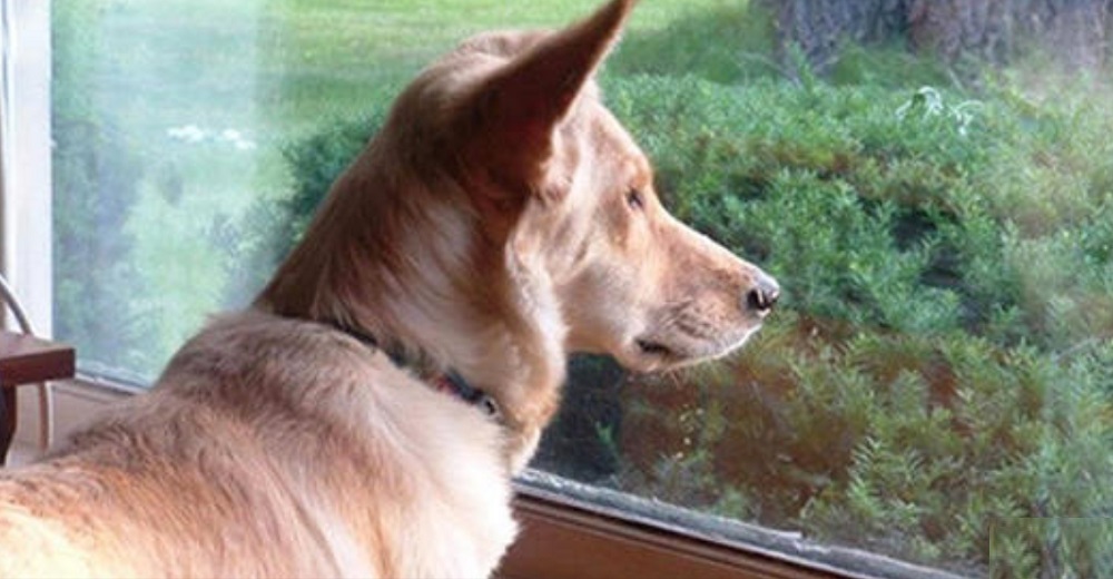El misterio del perrito que miraba por la ventana todo el día hasta que no lo hizo más