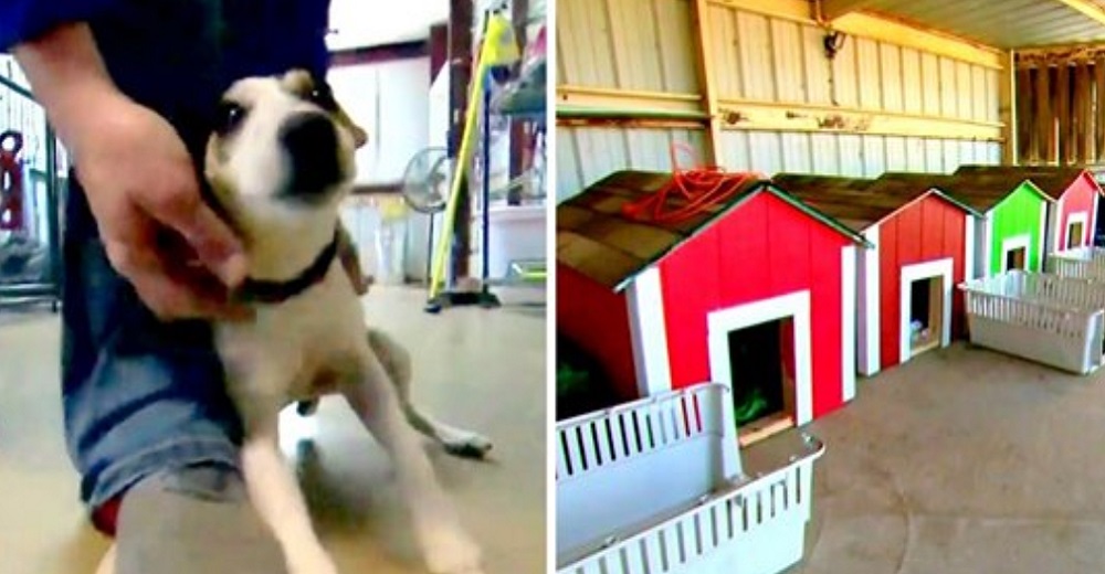 Perritos de un refugio duermen por primera vez calentitos gracias a esta iniciativa escolar Perritos de un refugio duermen por primera vez calentitos gracias a esta iniciativa escolar