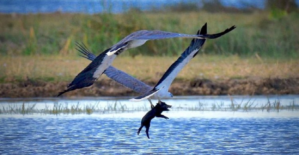 Capta a un águila hambrienta sosteniendo con fuerza a un cerdito temeroso de su final