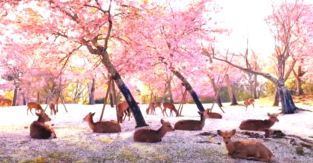 Decenas de ciervos se adueñan del mejor lugar para descansar bajo los cerezos en flor en Japón