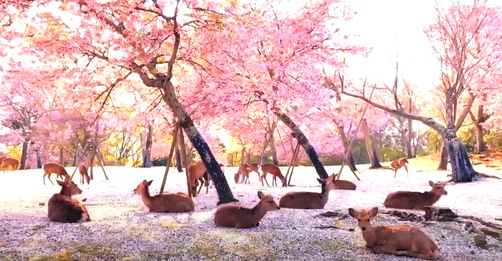 Decenas de ciervos se adueñan del mejor lugar para descansar bajo los cerezos en flor en Japón Decenas de ciervos se adueñan del mejor lugar para descansar bajo los cerezos en flor en Japón