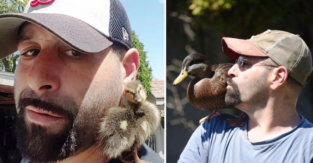 El pato que rescató comparte con otros de su especie en el día y cada noche regresa a casa El pato que rescató comparte con otros de su especie en el día y cada noche regresa a casa