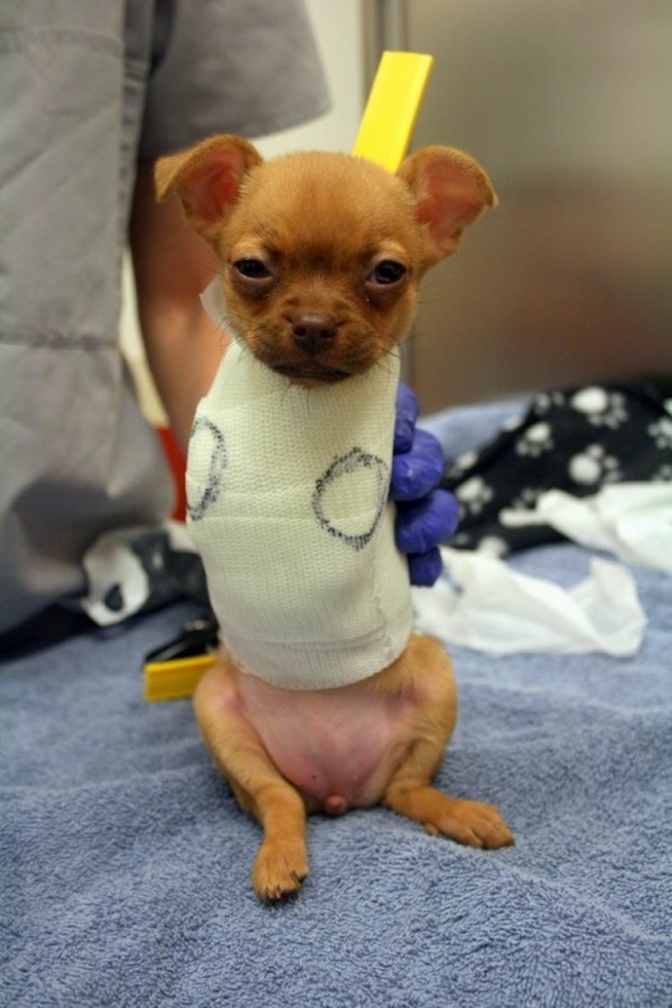 ¿Cómo sé si mi chihuahua es de pura raza?