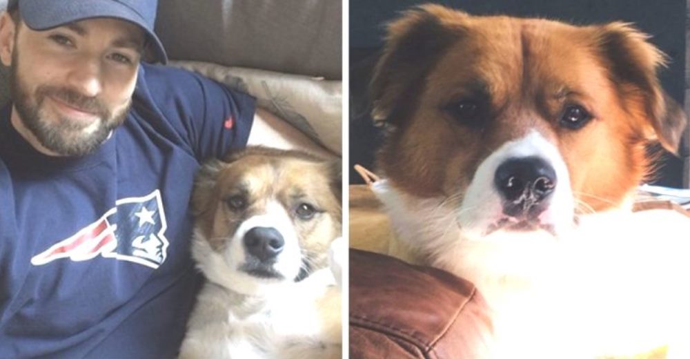 Chris Evans le corta el pelo a su perro en cuarentena y termina muy arrepentido Chris Evans le corta el pelo a su perro en cuarentena y termina muy arrepentido
