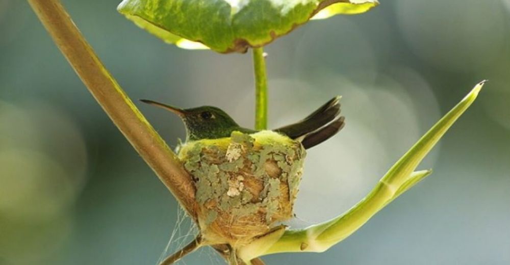 Madre construye llena de amor el mejor hogar para sus bebés que están a punto de nacer Madre construye llena de amor el mejor hogar para sus bebés que están a punto de nacer