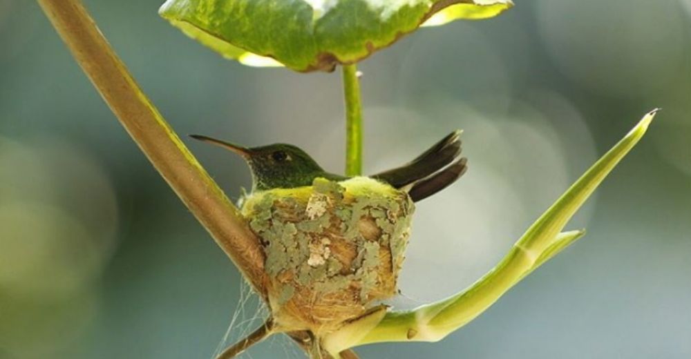 Madre construye llena de amor el mejor hogar para sus bebés que están a punto de nacer