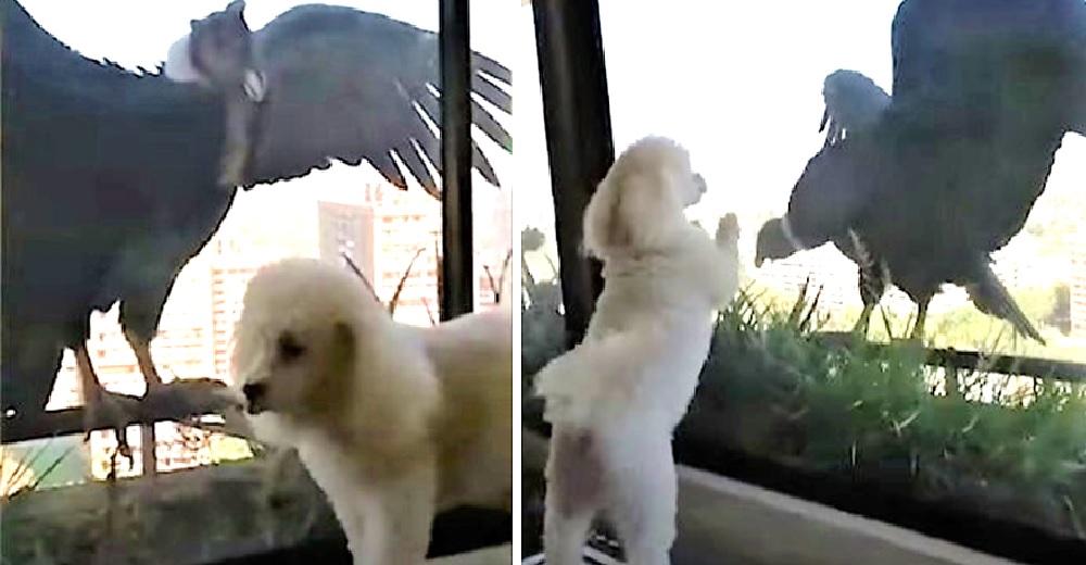 Dos cóndores andinos visitan a 3 perritos que no saben muy bien cómo reaccionar Dos cóndores andinos visitan a 3 perritos que no saben muy bien cómo reaccionar