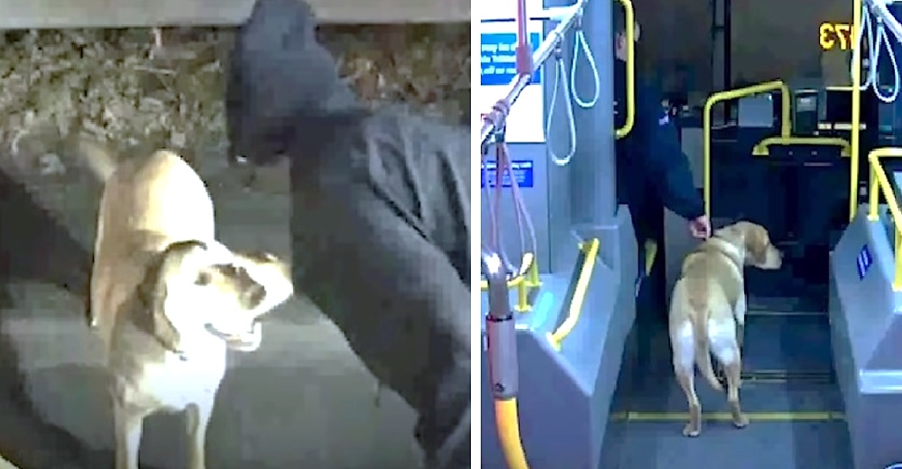 Conductor de un autobús actúa al darse cuenta de un pasajero sospechoso con un perro en peligro