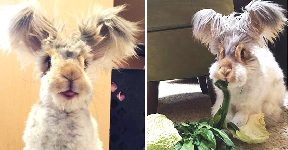 Un curioso conejo adoptado con las orejas más esponjosas se convierte en una celebridad