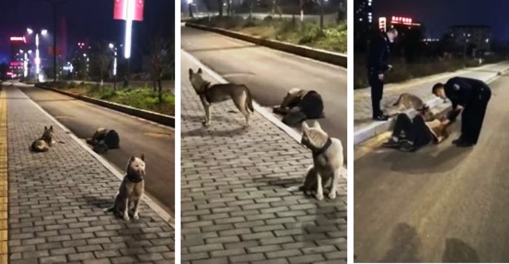 Graban a fieles perritos protegiendo a su dueño ebrio tendido en la calle durante la cuarentena