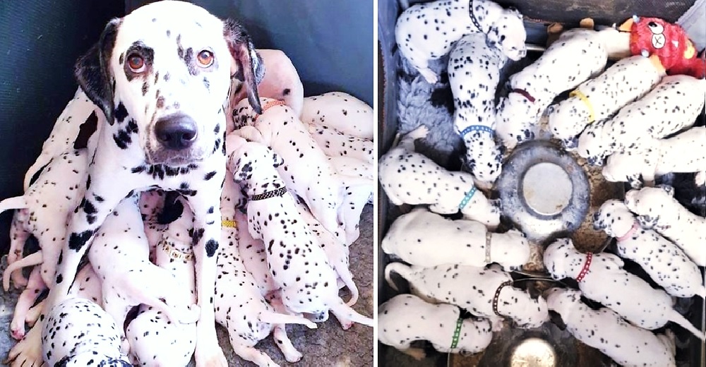 Una valiente perrita dálmata da a luz a 18 cachorritos al mejor estilo de la película de Disney Una valiente perrita dálmata da a luz a 18 cachorritos al mejor estilo de la película de Disney