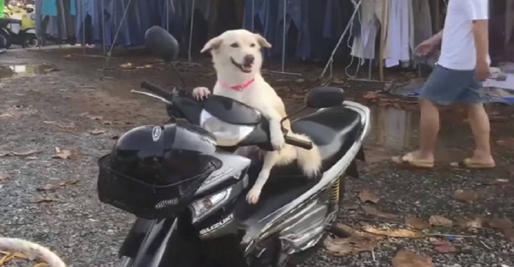 Graban a un «obediente» perro en la moto de su dueña durante horas mientras ella hacía compras Graban a un «obediente» perro en la moto de su dueña durante horas mientras ella hacía compras