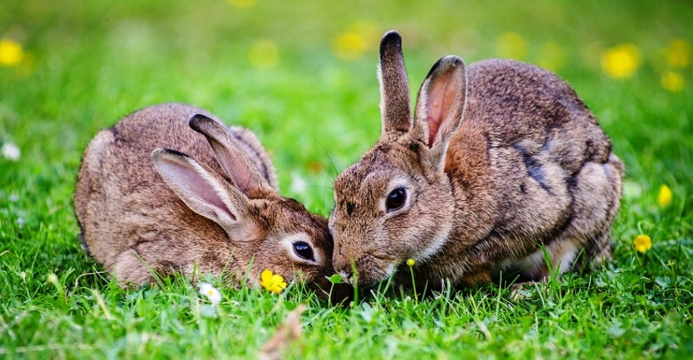 Centenares de conejos salvajes y domésticos contraen un virus mortal que se propaga rápidamente