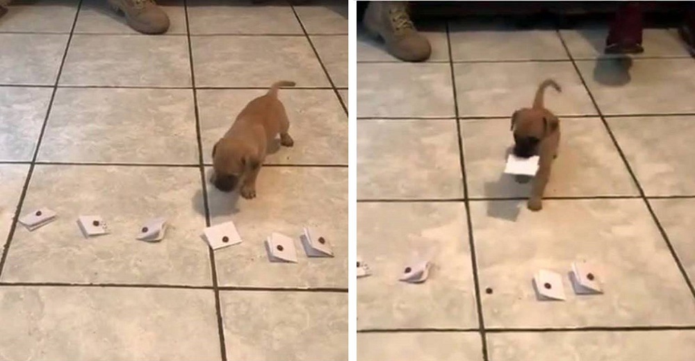 El divertido método de una familia para que el perrito que adoptaron elija su nombre El divertido método de una familia para que el perrito que adoptaron elija su nombre