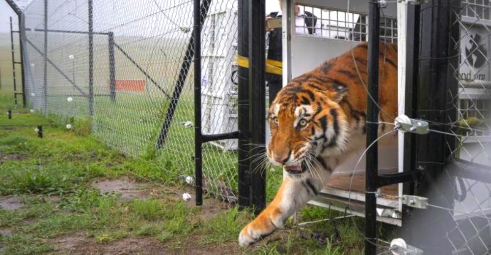 Decenas de tigres y leones recuperan su libertad tras ser rescatados de crueles circos