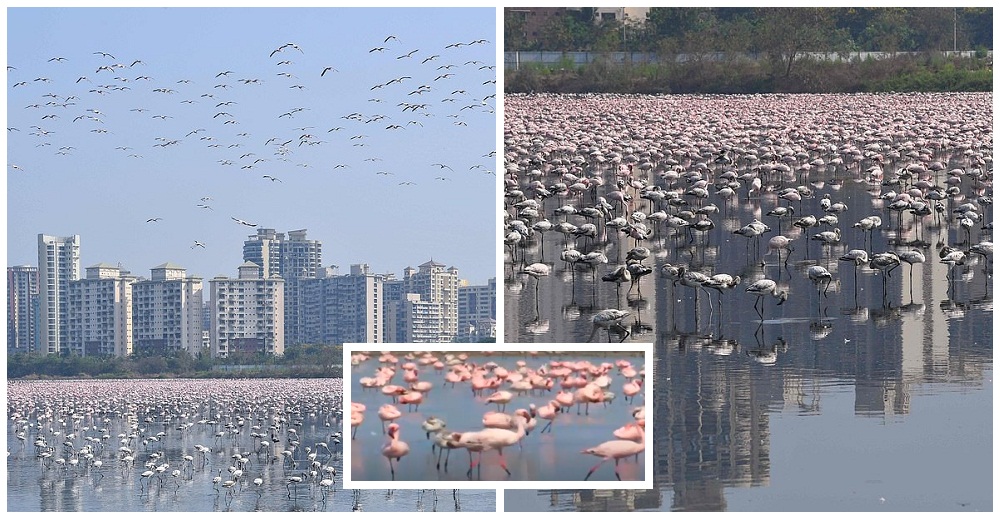 Miles de flamencos invaden felices la ciudad aprovechando el encierro de los humanos