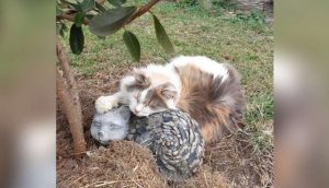 Una gatita no puede dormir si no es acurrucada a su nuevo mejor amigo de roca