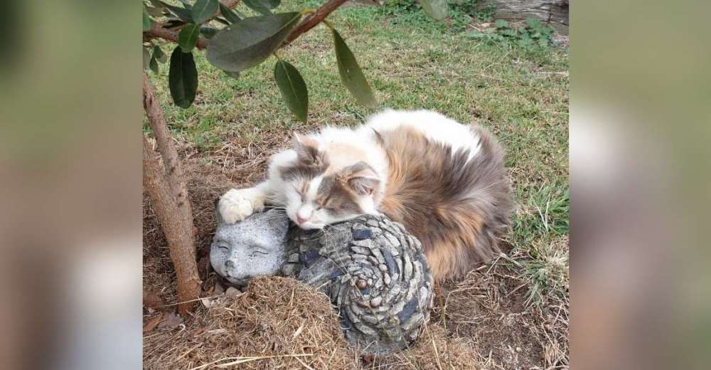 Una gatita no puede dormir si no es acurrucada a su nuevo mejor amigo de roca