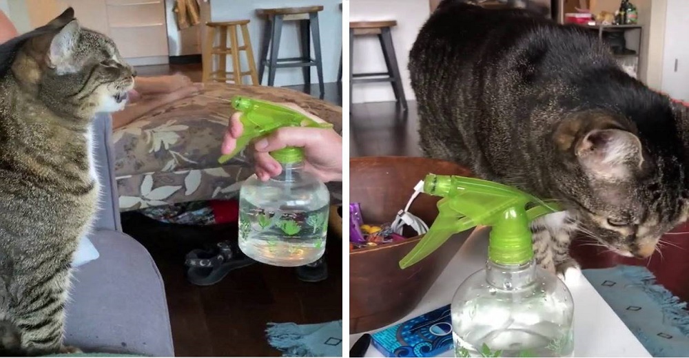 La inusual reacción de una gatita ante la botella de spray que se supone era para “regañarla” La inusual reacción de una gatita ante la botella de spray que se supone era para “regañarla”