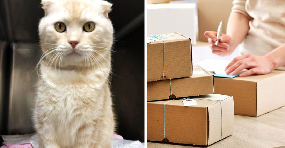 Envía a su gato no deseado en una caja sellada por correo al refugio Envía a su gato no deseado en una caja sellada por correo al refugio