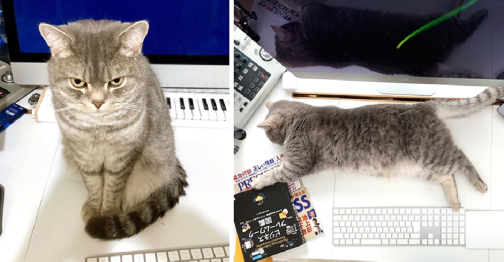 Comparte el truco que usó para que su gata se apartara de su ordenador y lo dejara trabajar