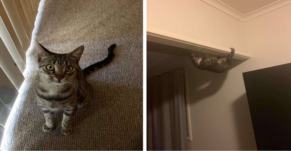 Gatita deja a su madre en shock tras su nueva habilidad como si fuera «Spiderman» Gatita deja a su madre en shock tras su nueva habilidad como si fuera «Spiderman»