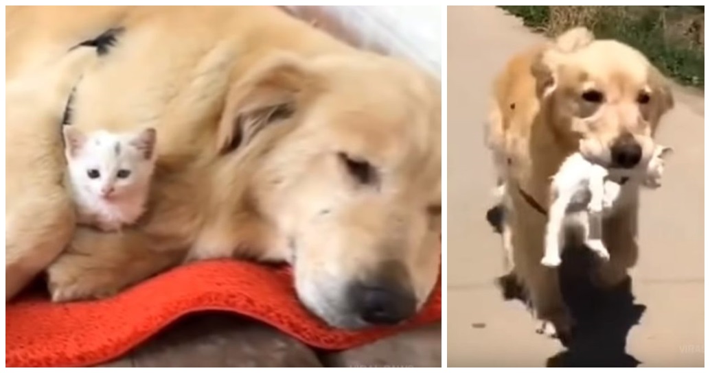 Un perro ve a un gatito abandonado en peligro, le salva la vida y lo protege como a un hijo Un perro ve a un gatito abandonado en peligro, le salva la vida y lo protege como a un hijo
