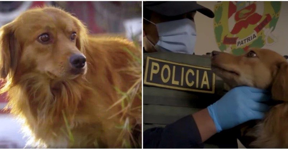 Policías rescatan a un perrito de las manos de un delincuente y no pueden separarse de él