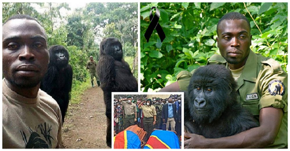 Mueren 12 guardabosques que protegían a los gorilas que se hicieron populares por sus selfies