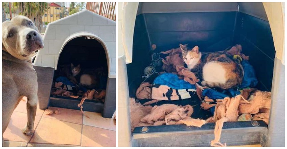 Dulce pitbull invita a su caseta a una gatita callejera embarazada para que tenga a sus bebés