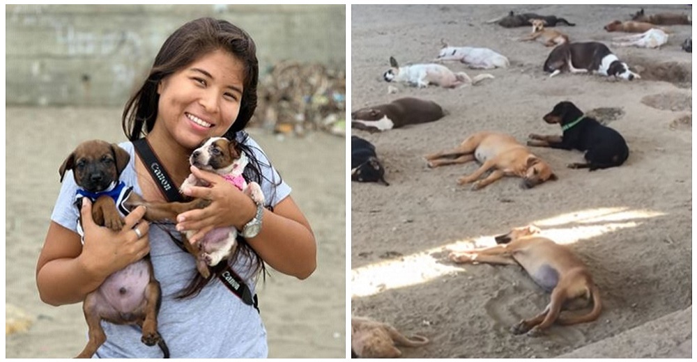 Graba el momento en el que decenas de perros caen rendidos tras ser rescatados de las calles Graba el momento en el que decenas de perros caen rendidos tras ser rescatados de las calles