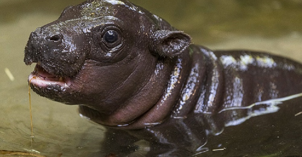 Graban al primer bebé hipopótamo pigmeo nacido en 30 años pero no todo es bonito
