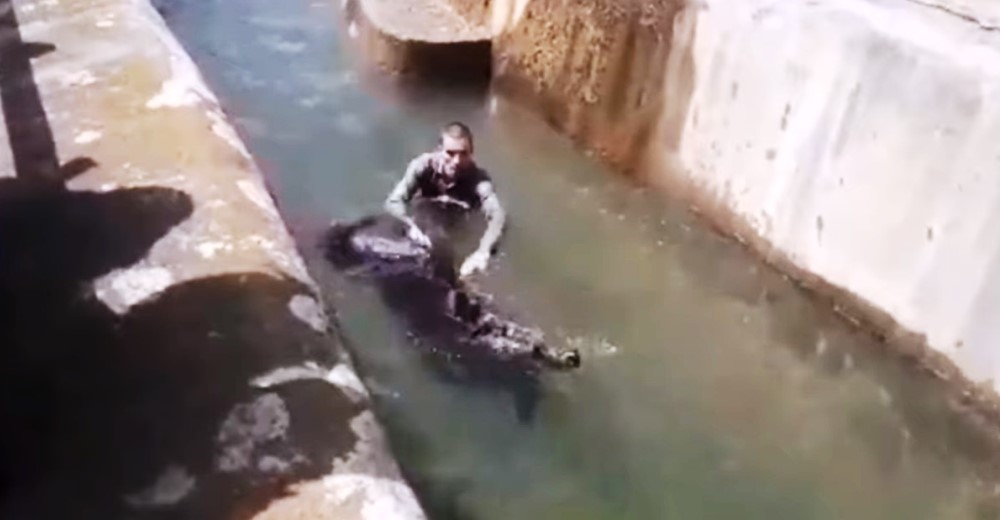 Hombre ebrio irrumpe en un zoo para luchar contra una osa que se recuperaba de sus traumas