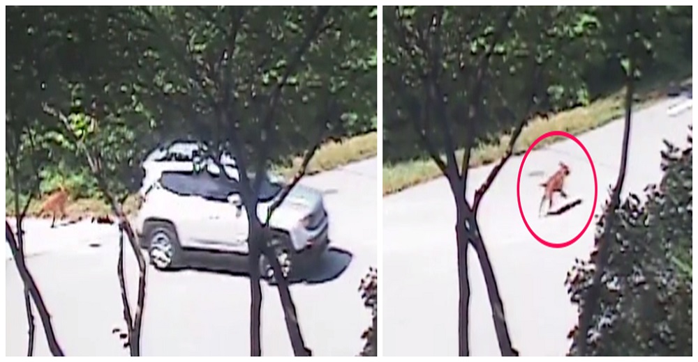 Persigue desesperadamente a su dueña tras darse cuenta demasiado tarde que la abandonó Persigue desesperadamente a su dueña tras darse cuenta demasiado tarde que la abandonó