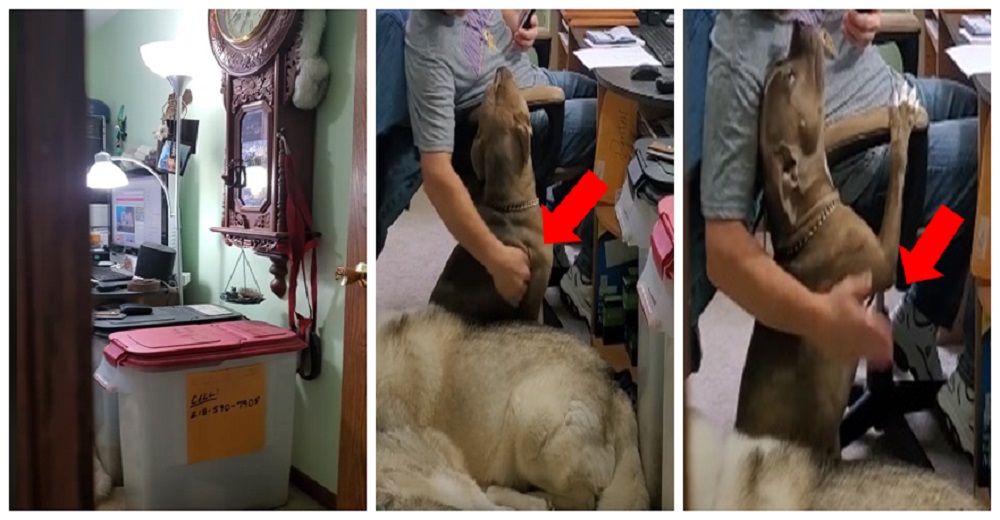 Graba a escondidas a su prometido y se queda en shock al descubrir cómo trata a su perrita Graba a escondidas a su prometido y se queda en shock al descubrir cómo trata a su perrita