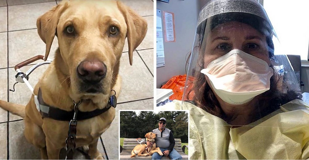 Una enfermera se hace cargo del perro guía de un paciente ciego ingresado en el hospital Una enfermera se hace cargo del perro guía de un paciente ciego ingresado en el hospital