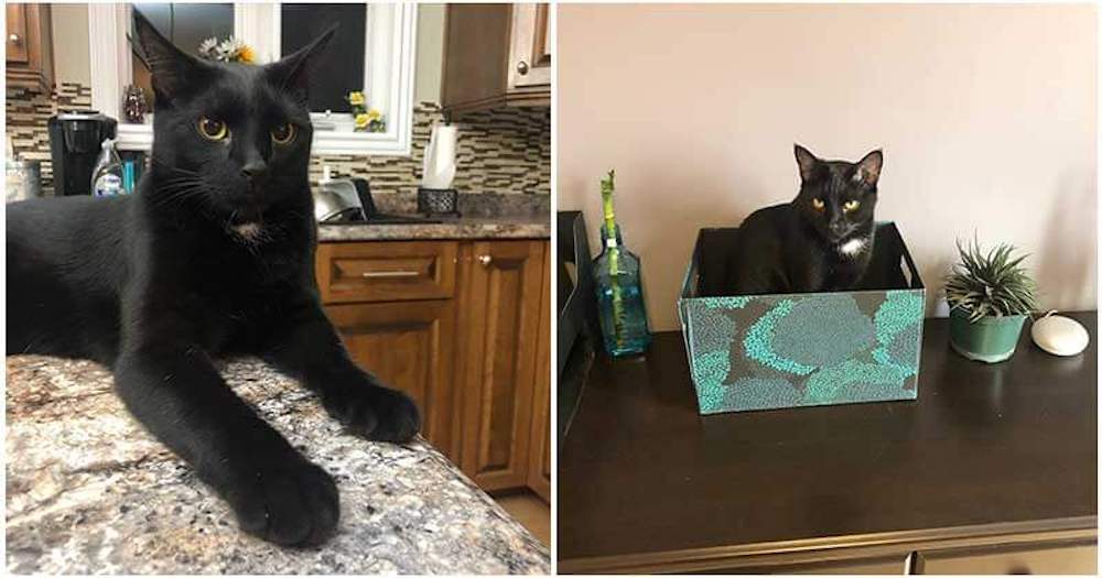 Un gato despierta a su familia con desesperación justo a tiempo para salvarlos de la muerte Un gato despierta a su familia con desesperación justo a tiempo para salvarlos de la muerte