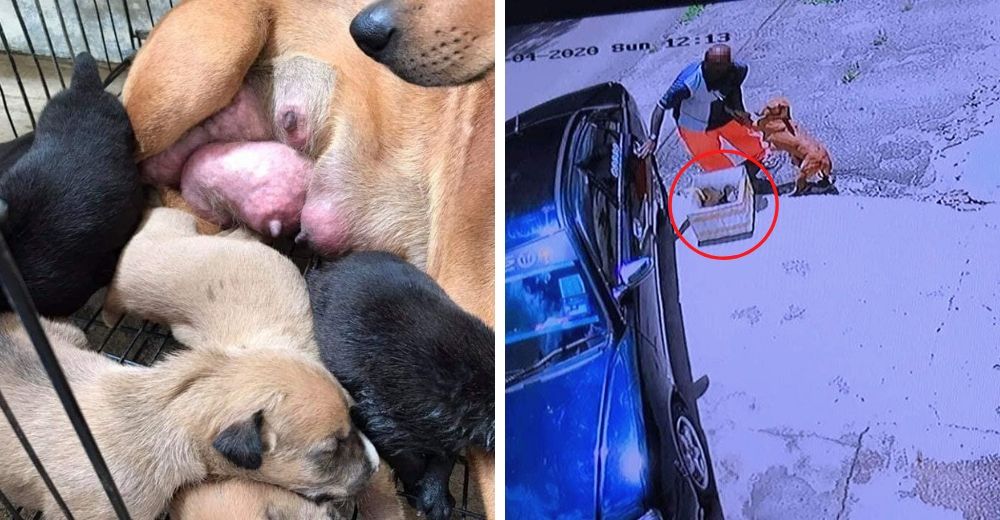 Perrita suplica a su humano que no la desampare con sus cachorros recién nacidos