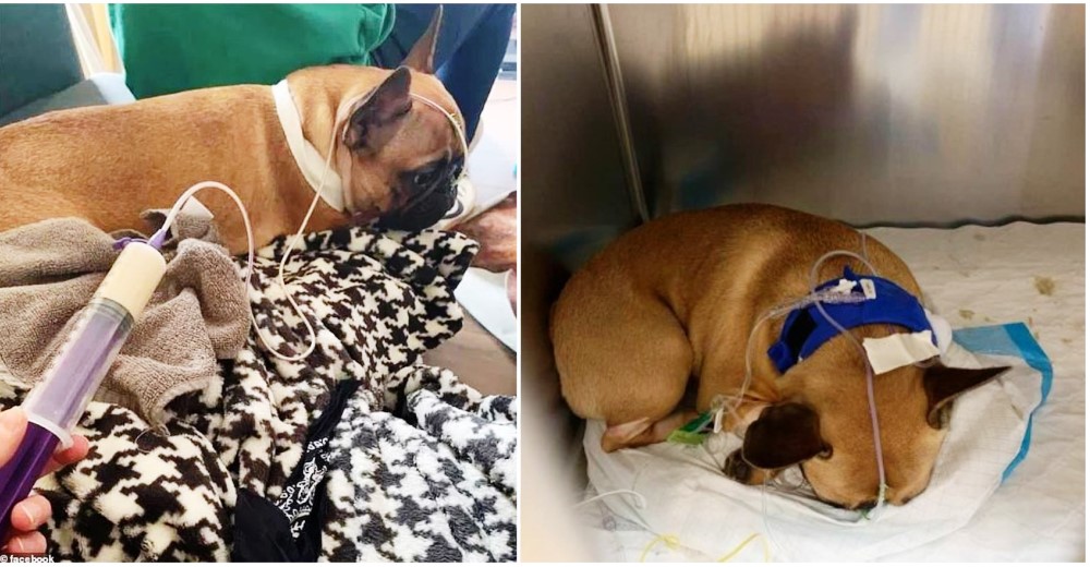 Su perrita muere en sus brazos tras probar una planta común que decoraba su casa Su perrita muere en sus brazos tras probar una planta común que decoraba su casa
