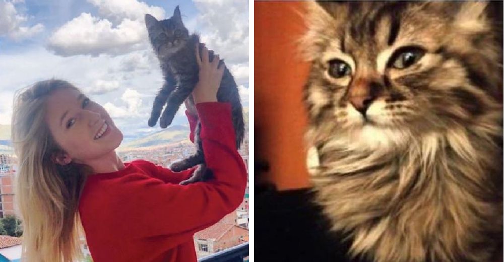 Esconde al gato que adoptó en otro país porque quieren sacrificarlo injustamente Esconde al gato que adoptó en otro país porque quieren sacrificarlo injustamente