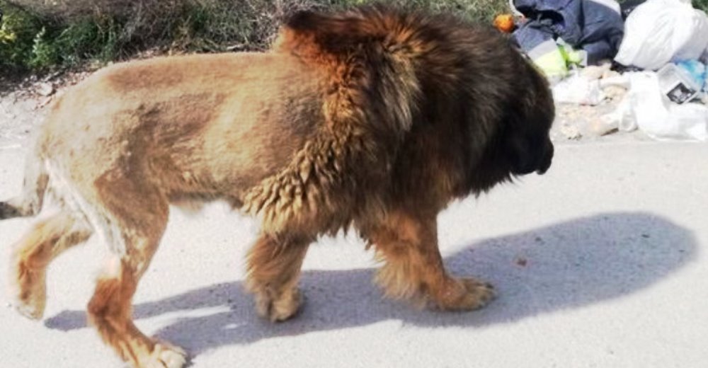 Los vecinos alertan a la policía sobre la presencia de un “feroz león” en las calles de la ciudad Los vecinos alertan a la policía sobre la presencia de un “feroz león” en las calles de la ciudad