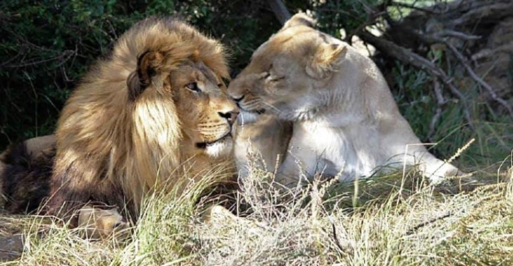 Rescatan al león de un circo y ahora disfruta de su libertad tras conocer al amor de su vida