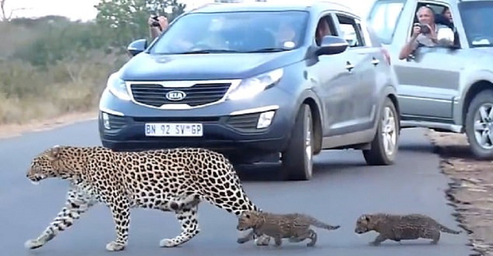 Graban el gesto de una madre leopardo con cada una de sus crías en una carretera