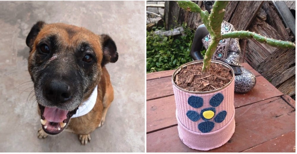 Un perrito rescatado vende plantas para poder pagar el tratamiento del cáncer que padece